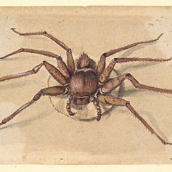 Death Throes Tarantella